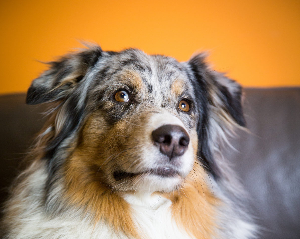 Pet economy, Pinta è il primo cane al mondo su blockchain