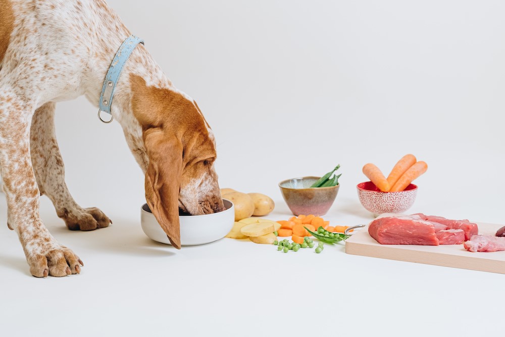 La delivery arriva nel cibo per cani, la startup Dog Heroes cresce del 446%